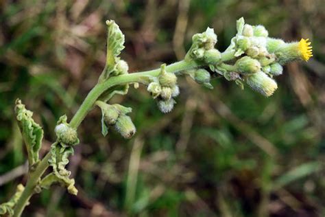 生毛將軍禁忌|福星花園: 生毛將軍